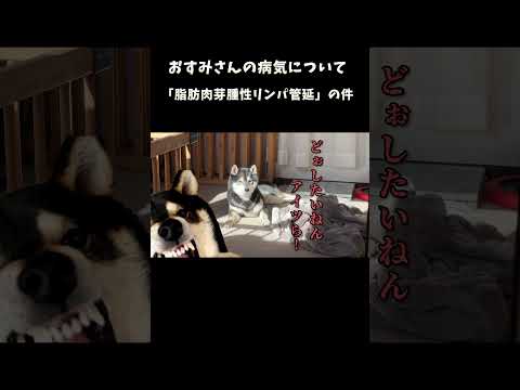 おすみさんの病気についてのお知らせ サムネイル