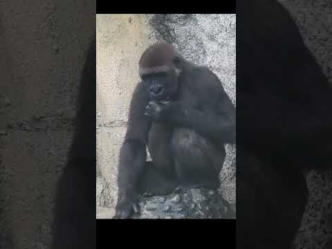 little gorilla Jabali 5y6m old shorts. J嘟嘟嘴玩嘴巴嘴唇.pouting.mo… サムネイル