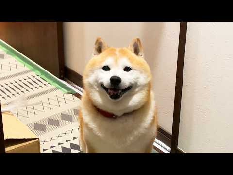 これからお留守番させられるとは微塵も思っていない柴犬