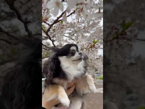 お花見するチワワのいちご サムネイル
