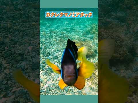 【恐怖】カクレクマノミアタック Clownfish attack カクレクマノミ 衝撃映像 サムネイル