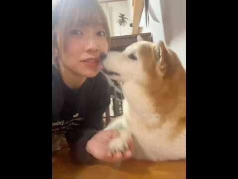 柴犬福 福タン可愛い音頭、自撮りver.🤣Sister and Shiba🤣姉と柴 shorts 柴犬 shibain… サムネイル