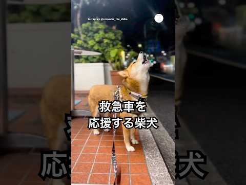 救急車を全力で応援する柴犬　柴犬　犬　遠吠え　かわいい犬 癒し サムネイル