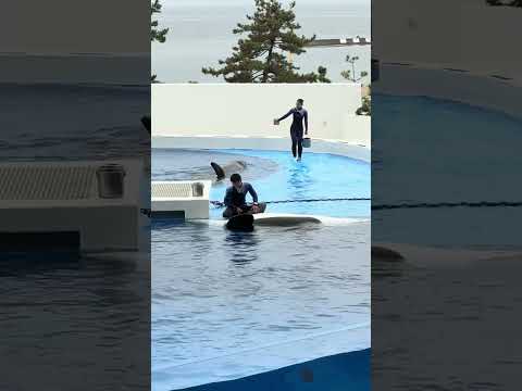 shorts 朝の健康チェックの時間カナ？　ステラさんとランちゃん　須磨シーワールドにて　2025年12月25日 サムネイル