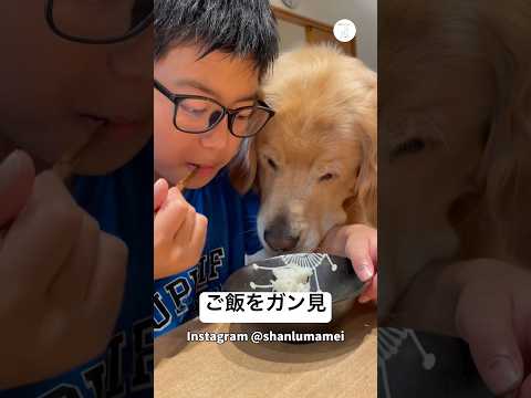 終盤、白ごはんをもらえると確信してる犬の目　　　ゴールデンレトリバー 大型犬　犬　かわいい犬 犬のいる暮らし サムネイル