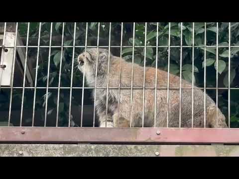 エルくん 切り株(？)に前足乗せてアニャニャニャー　マヌルネコ　東山動植物園にて　2026年3月13日