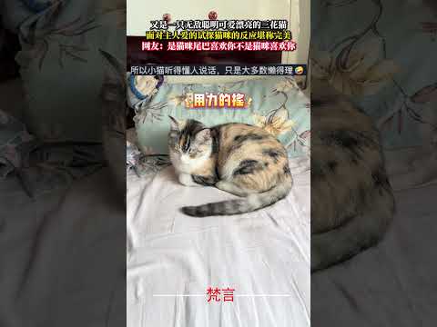 又是一隻無敵聰明可愛漂亮的三花貓 面對主人愛的試探貓咪的反應堪稱完美 貓 可愛 有趣 意外 萌寵  cat amazi… サムネイル