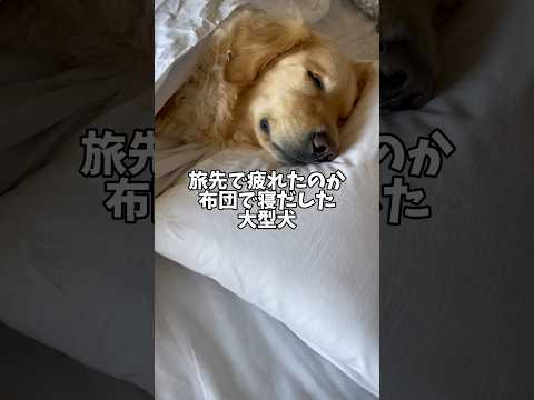 ほぼほぼ人間 ゴールデンレトリバー 大型犬のいる生活 大型犬と子供