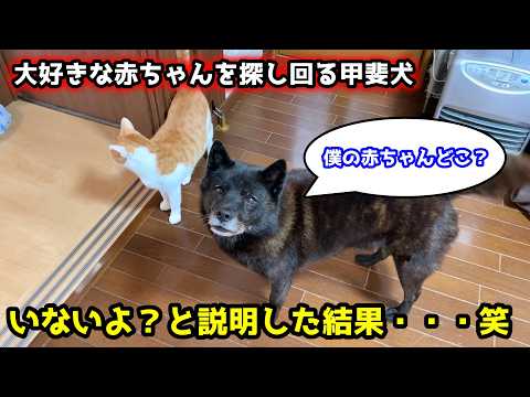 甲斐犬が赤ちゃん大好きすぎて探し回るので、いないよ？と伝えた結果・・・ サムネイル