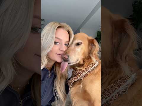 coming home to my golden retriever🥵goldenretreivers dog pup… サムネイル