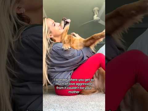 coming home to my golden retriever🥵 goldenretreiver dog ind… サムネイル