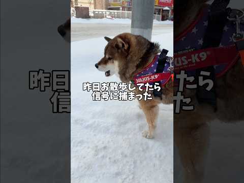 せっかちで大人しく信号が待てない柴犬 サムネイル