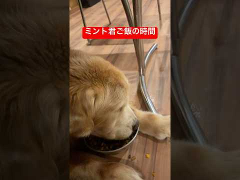 今日のふりかけはサツマイモ🍠shorts goldenretriever 犬グレートピレニーズミント君 サムネイル
