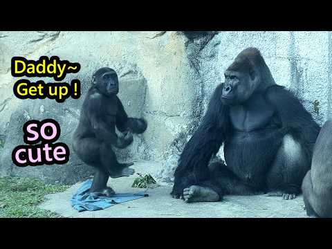 Gorilla Ringo made cute moves to ask D'jeeco move,got cooki…