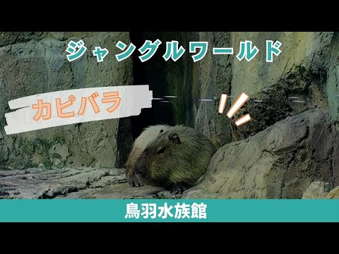 【鳥羽水族館】とっても可愛い！ジャングルワールド✨カピバラ サムネイル