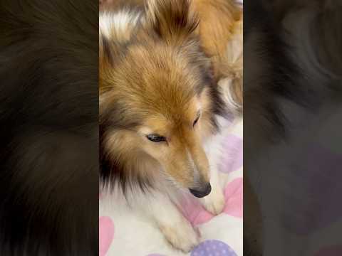 shorts シェルティのメイプルさん　那須どうぶつ王国　2026年1月12日 サムネイル