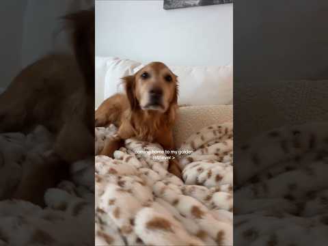 coming home to my golden retriever ♥️ goldendog dog puppy g… サムネイル