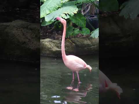 shorts  フラミンゴ　那須どうぶつ王国 サムネイル