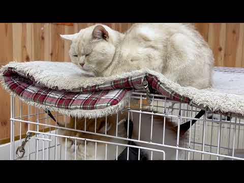 エールくんとナツメくん　ワンニャンリビング　那須どうぶつ王国にて　2026年1月9日 サムネイル