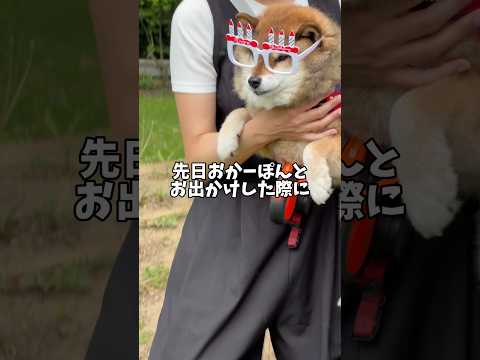 柴犬12歳シニア犬🐕痩せたって言われたから病院来てみたら… サムネイル
