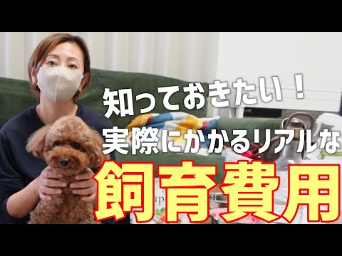 【徹底解説】犬の1年間の飼育費用をリアルに大公開！トイプードルを飼うのに必要なお金全部分かります サムネイル