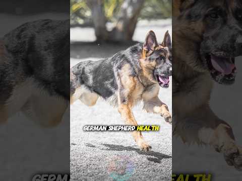 German Shepherd Health Checks You Should Never Skip shorts… サムネイル
