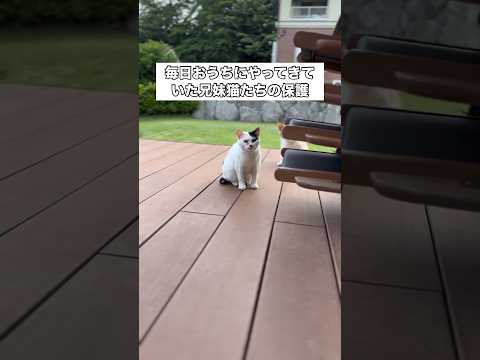 来る日も来る日も家の敷地内に来ていた兄妹猫を同時に保護 三毛猫 茶白猫 保護猫 shorts サムネイル