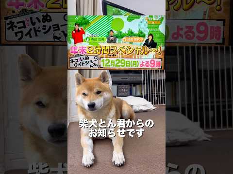 柴犬とん君、当番組2回目の出演！前回、めっちゃ面白かった！今回は、どんな風に使われるのか楽しみです！！　柴犬　柴犬とん サムネイル