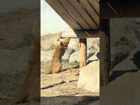 shorts 可愛い❤️仔ライオン🦁　君はデンくん❓　のんほいパーク　2026年1月23日 サムネイル