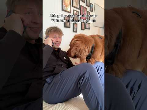 What word would get your dog? サムネイル