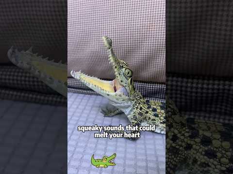 This Cuban Crocodile Is As Cute As A Puppy!animals lovestor… サムネイル