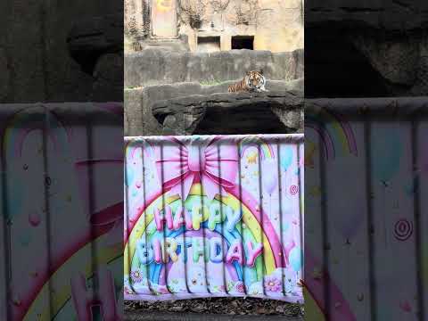 shorts サーシャの日　5歳の誕生日イベント　アムールトラ🐯　浜松市動物園　2026年2月14日　IMG 8529 サムネイル