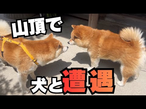 公園に行くつもりが登山に発展し、山頂でわんこをみつけた サムネイル