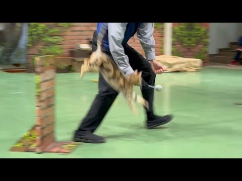 エースチャイ！登場〜！！なかなか見れない猫によるショー ザ・キャッツ(午前)    那須どうぶつ王国にて　2026年4… サムネイル