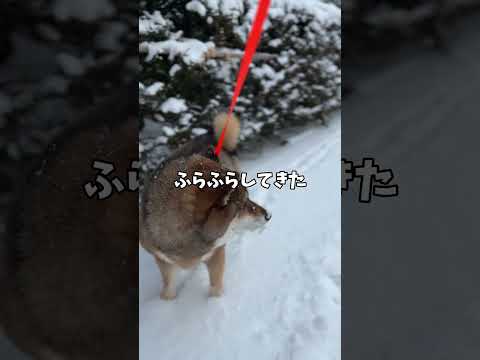 柴犬11歳🐕の名演技😭 サムネイル