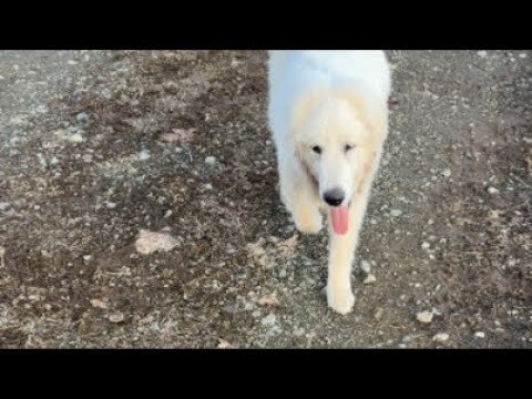 ミントの大冒険 がライブ配信中！ サムネイル