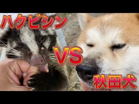 ハクビシンと秋田犬のどっちがよりツンデレ？？そして、気分の波が激しいのもどちらでしょう？