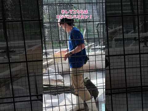 【鳥羽水族館】ペリカンのごはんタイム！🌞　shorts サムネイル