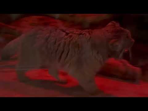 ガラス前の匂いが気になるナイマくん　マヌルネコ　上野動物園にて　2026年2月6日 サムネイル