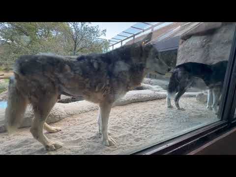 シンリンオオカミのヒカルくんゲンキくん　神戸どうぶつ王国にて　2025年12月26日 サムネイル