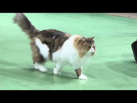 ナツメくん登場〜！なかなか見れない猫によるショー ザ・キャッツ　那須どうぶつ王国にて　2026年2月1日 サムネイル