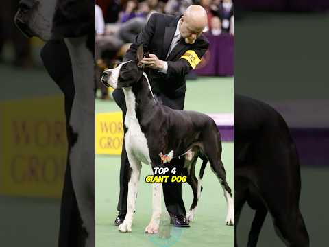 Top 4 Giant Dog Breeds You Should Know shorts dog pets dogl… サムネイル