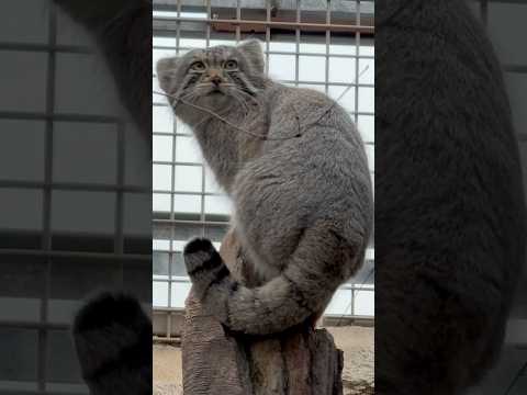 shorts ナゴムくん登る　マヌルネコ　那須どうぶつ王国にて　2026年3月29日 サムネイル