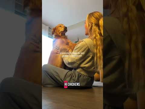 coming home to my golden retriever🥵 goldenretreiver dog ind… サムネイル