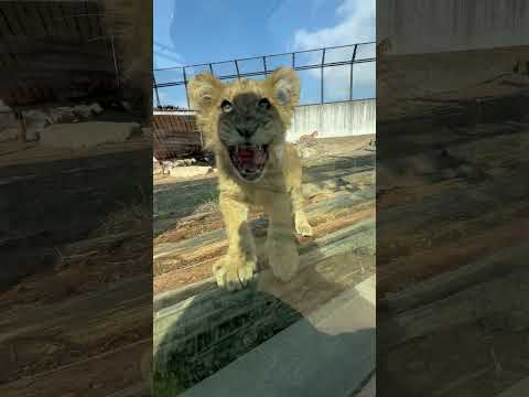 shorts 呼んでませんヨ💦腰を落として静かに撮影してただけです〜💦　ライオンファミリー　のんほいパークにて　202… サムネイル