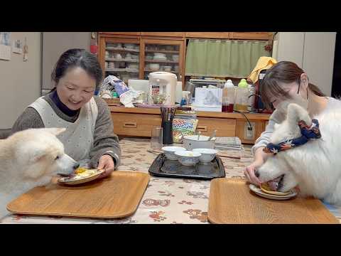 爆盛手作りフルーツパンケーキに大喜びで食らいつく柴犬とサモエドが可愛すぎました。 サムネイル