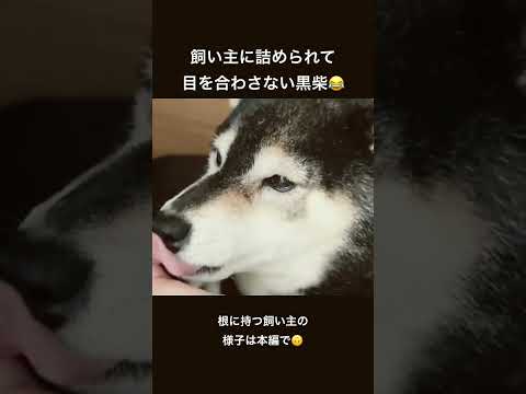 飼い主を噛んでしまった黒柴の様子😭 サムネイル