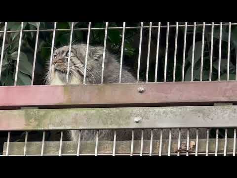 時折何かツブヤくエルくん　マヌルネコ　東山動植物園にて　2025年12月15日 サムネイル