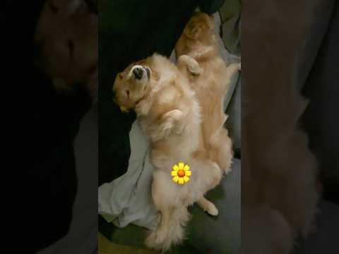 嫌われる理由 大型犬 ゴールデンレトリバー