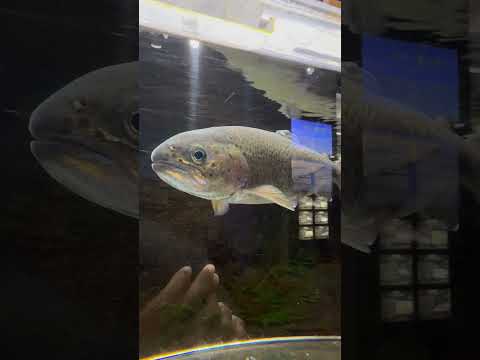 shorts 富士の介　山梨県立富士湧水の里水族館にて　2026年2月21日 サムネイル